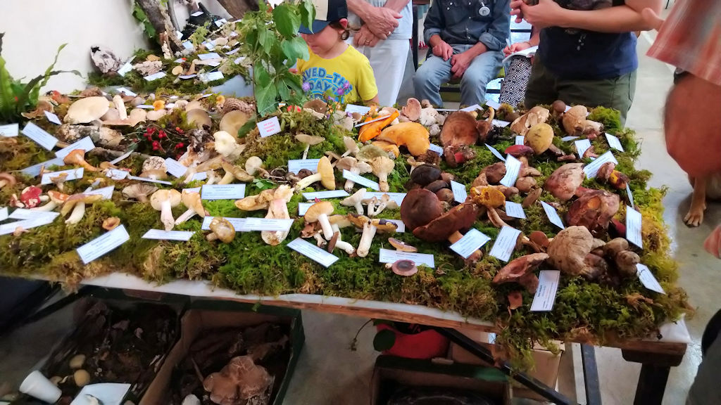 Fête du Mièl à Castelvieilh 2023