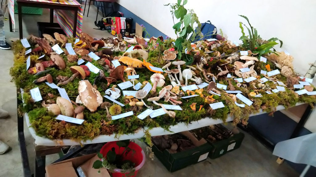 Fête du Mièl à Castelvieilh 2023